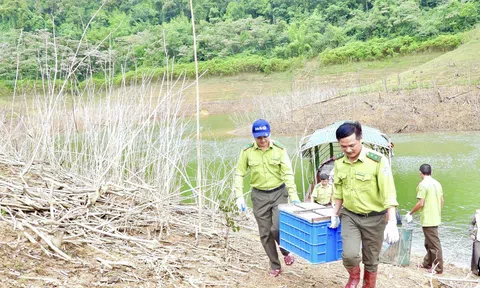36 cá thể động vật hoang dã được tái thả về môi trường tự nhiên