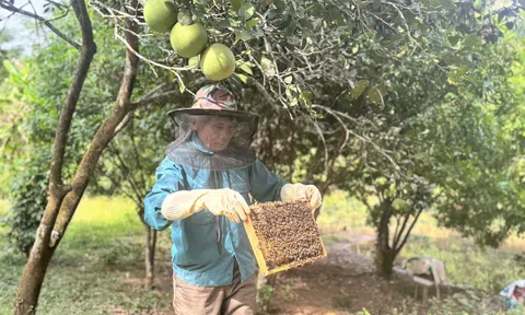 Nuôi ong trong vườn cây ăn quả mang lại lợi ích kép cho người dân