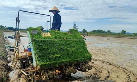 Huyện Cẩm Xuyên phấn đấu đến năm 2025 đạt 300 ha lúa hữu cơ