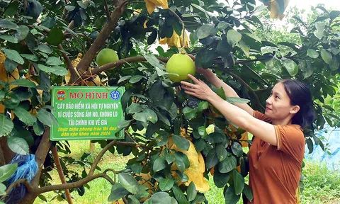 Cây “đặc sản” giúp nông dân có lương hưu khi về già