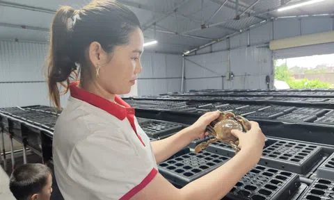 Nuôi cua trong hộp nhựa hướng đi mới trong nuôi trồng thủy sản