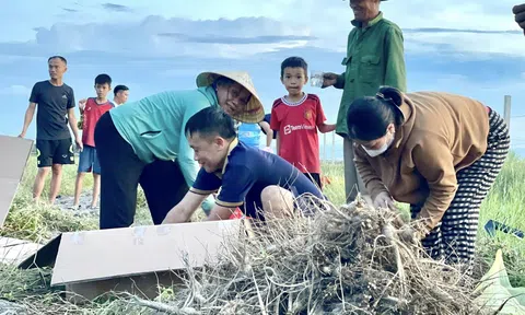 Trồng sâm Bố Chính, hướng đi mới trong chuyển đổi cơ cấu cây trồng, nâng cao hiệu quả kinh tế tại Hà Tĩnh