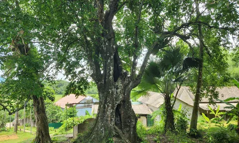 Cây thị sử tích hơn 700 năm tuổi được công nhận là cây di sản