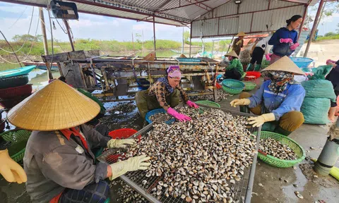 Hà Tĩnh: Người nuôi ngao tất bật thu hoạch trước mùa mưa bão