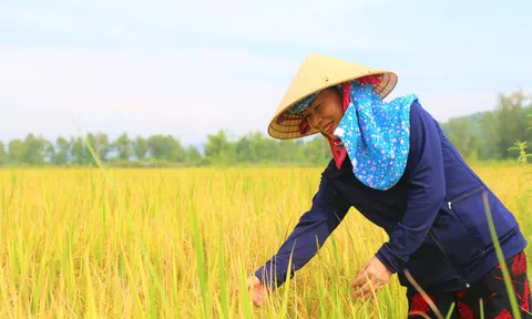 Người dân xã Đỉnh Bàn được “Mùa vàng trên vùng đất hạn”