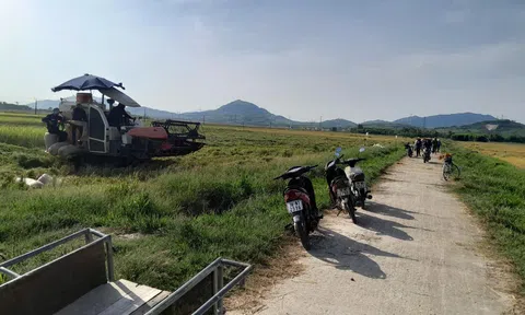 Hà Tĩnh: Nông dân chạy đua thu hoạch lúa Hè Thu "né" siêu bão số 3