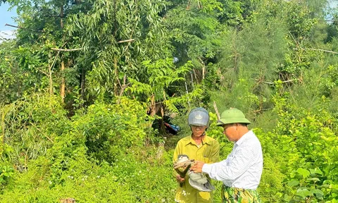 Hà Tĩnh chỉ đạo tăng cường công tác quản lý, bảo vệ chim hoang dã, chim di cư