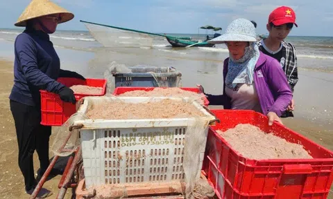 Hà Tĩnh: Sau bão, ngư dân trúng đậm ruốc biển