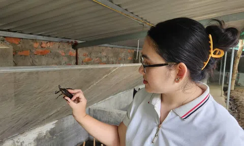 Vợ chồng trẻ bỏ phố về quê nuôi Cà Cuống, tạo ra sản phẩm nước mắm đặc biệt