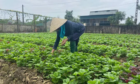 Hà Tĩnh: Cả thôn khấm khá nhờ cung cấp ra thị trường hàng triệu cây giống mỗi vụ