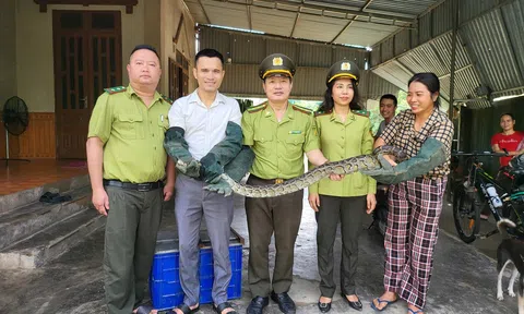 Hà Tĩnh: Một người dân bàn giao cá thể trăn quý hiếm