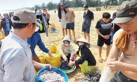 Quảng Bình: Sò dạt vào bờ biển, dân đổ xô đi nhặt