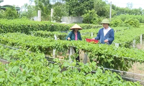 Cây thiên lý giúp người dân vùng biên Hà Tĩnh nâng cao thu nhập