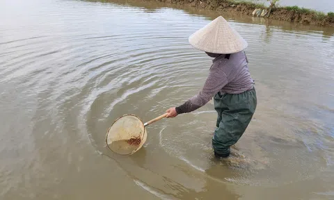 Người dân Hà Tĩnh đội đèn săn “rồng đất”