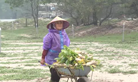 Trồng xen canh, gối vụ rau củ trên đất cát ven biển giúp nâng cao thu nhập