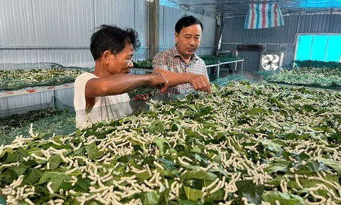 Trồng dâu nuôi tằm - hướng đi mới tại nhiều địa phương ở Hà Tĩnh