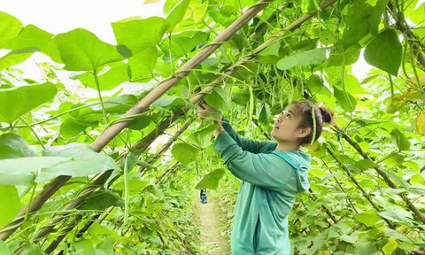 Cây đậu cô ve mang lại thu nhập khá cho nông dân vùng ngoài đê La Giang