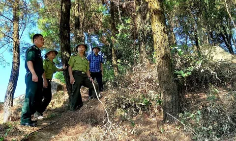 Hà Tĩnh: Tích cực, chủ động, kịp thời triển khai công tác điều tra, kiểm kê rừng