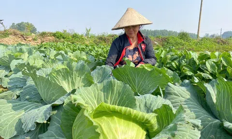 Các vùng rau chuyên canh Hà Tĩnh sẵn sàng cho thị trường Tết