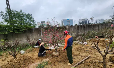 "Tái sinh" cây đào, cây mai sau Tết