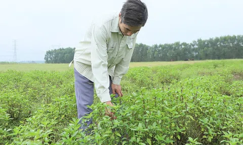 Rau húng quế mang lại hiệu quả cao trên đất sườn đồi ở Hà Tĩnh