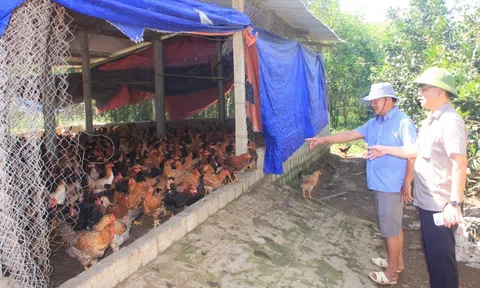 Tăng cường công tác phòng, chống bệnh Cúm gia cầm tại tỉnh Quảng Bình