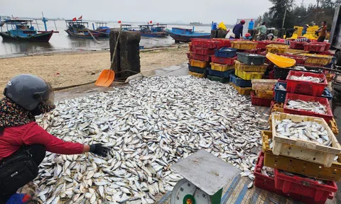 Ngư dân ra khơi đánh bắt trúng đậm cá biển thu hàng chục triệu đồng