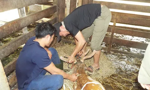 Người nuôi hươu vào mùa thu hoạch lộc nhung kỳ vọng mang lại hàng trăm triệu đồng