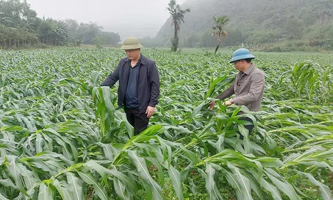 Quảng Bình: Lốc xoáy làm gãy đổ gần 40ha ngô và nhiều loại cây trồng