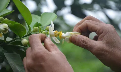 Mùa thụ phấn cho cây bưởi Phúc Trạch