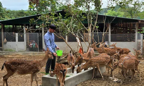 Người chăn nuôi nỗ lực nâng cao chất lượng đàn hươu sao