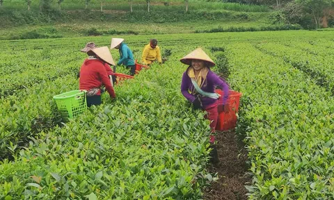 Liên kết nâng cao giá trị, người trồng chè Hương Sơn yên tâm sản xuất