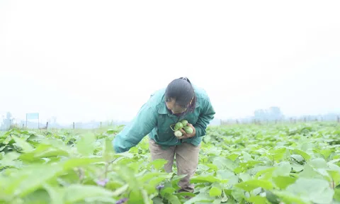 Nông dân trồng Cà dừa ở Hà Tĩnh với bí quyết quả nhiều, giá cao, thu nhập khấm khá