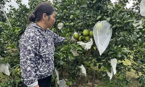 Cam chanh Hà Tĩnh bén duyên cho hiệu quả kinh tế cao trên đất Quảng Bình