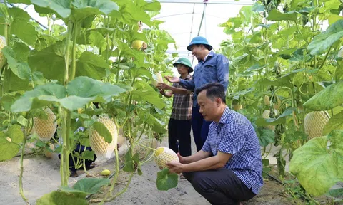 Những thành tựu của nông nghiệp Hà Tĩnh từ nỗ lực 'Xanh' trong gian khó