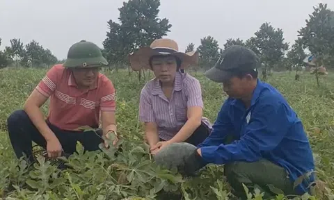 Vụ thu hoạch kém vui của người trồng dưa hấu huyện Bố Trạch