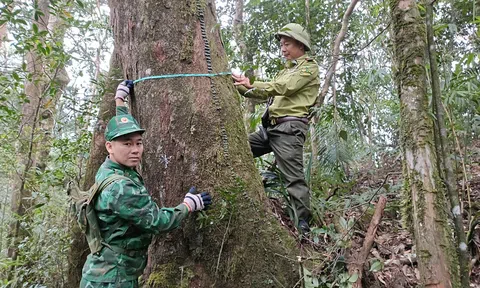 Quảng Bình: Xây dựng phương án bảo vệ, bảo tồn quần thể Hoàng đàn giả