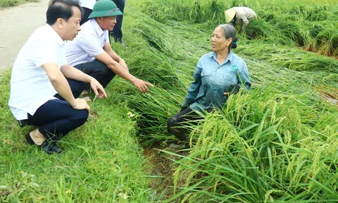 Người dân Hà Tĩnh, Quảng Bình khẩn trường khắc phục diện tích lúa bị ngã đổ do mưa lớn