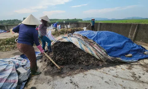 Biến rác thải thành phân bón hữu cơ