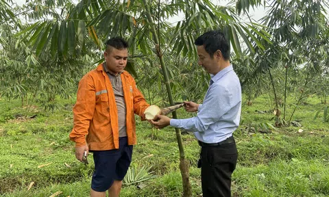 Trồng tre lấy măng, nông dân Can Lộc thu hàng trăm triệu