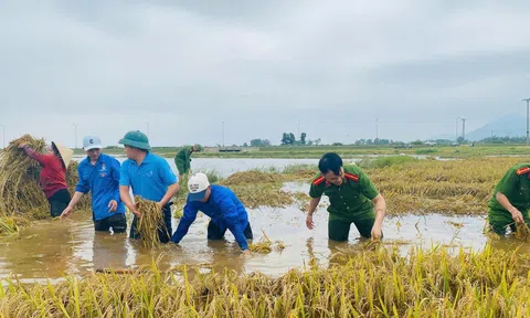 Nông dân Hà Tĩnh dồn sức thu hoạch mùa sau mưa lớn