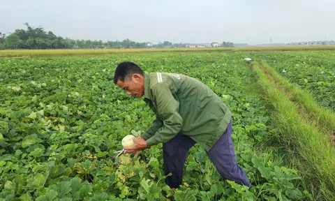 Người trồng dưa Hà Tĩnh phấn khởi vì dưa được mùa, thương lái mua giá cao