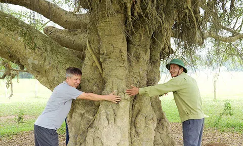 Cây sanh trăm tuổi giữa đồng Châu Thịnh