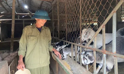 Nuôi dê ở xã ven biển Kỳ Anh cho thu nhập khá