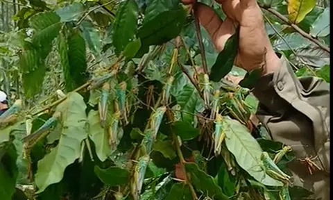 Nông dân Quảng Bình lo lắng mất mùa măng vì loài côn trùng nhảy giỏi và đặc biệt ăn hại cây xanh