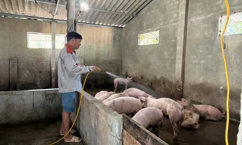 Người chăn nuôi chăm sóc, bảo vệ đàn vật nuôi trong mùa nắng nóng