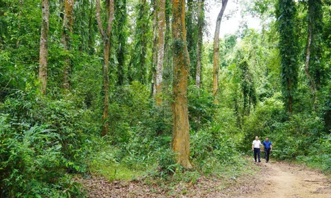 Phân bổ hơn 41 tỷ đồng thực hiện Chương trình phát triển lâm nghiệp bền vững năm 2025 tại Quảng Bình