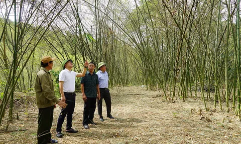 Châu chấu phá hoại cây luồng, cơ quan chức năng hướng dẫn cách phòng trừ