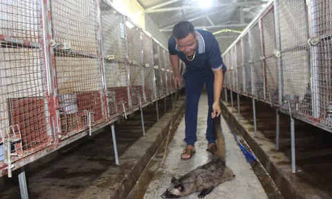 Thu nhập tăng lên nhờ đa dạng hóa vật nuôi