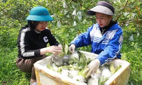 Trồng ổi Ocop, thu hoạch đến đâu hết vèo đến đó